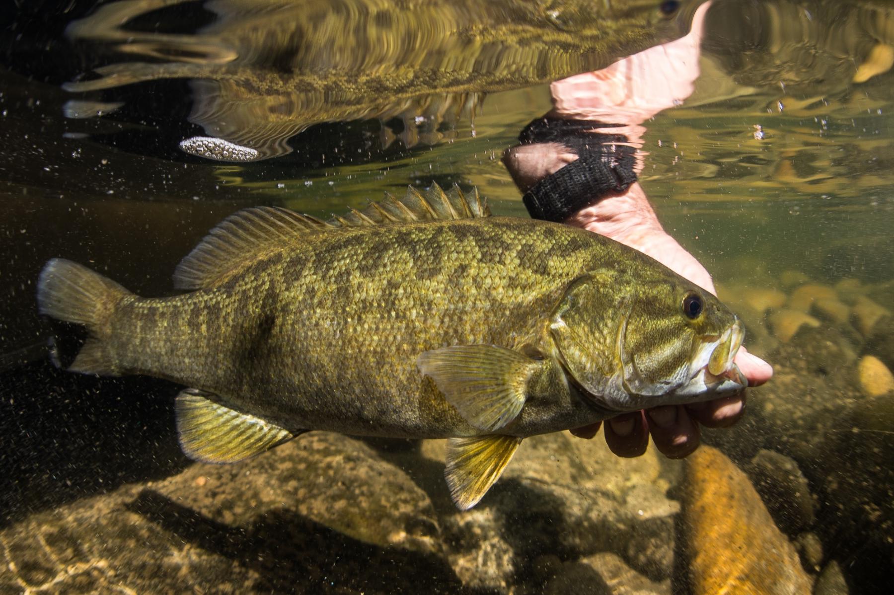 Small mouth bass underwater