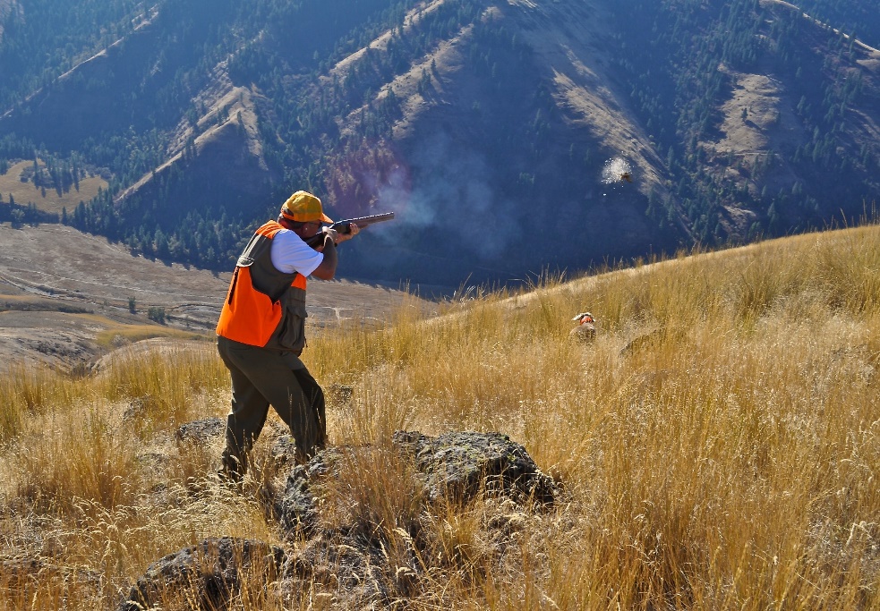 Man aiming at hillside chukar